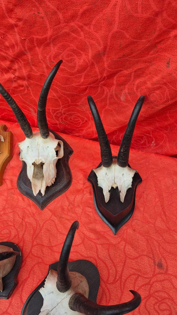 Camoscio Allestimento tassidermico a parete - Rupicapra rupicapra - lot de 10 superbes trophées - - 23 cm - 16 cm - 28 cm - Specie non CITES #3.2