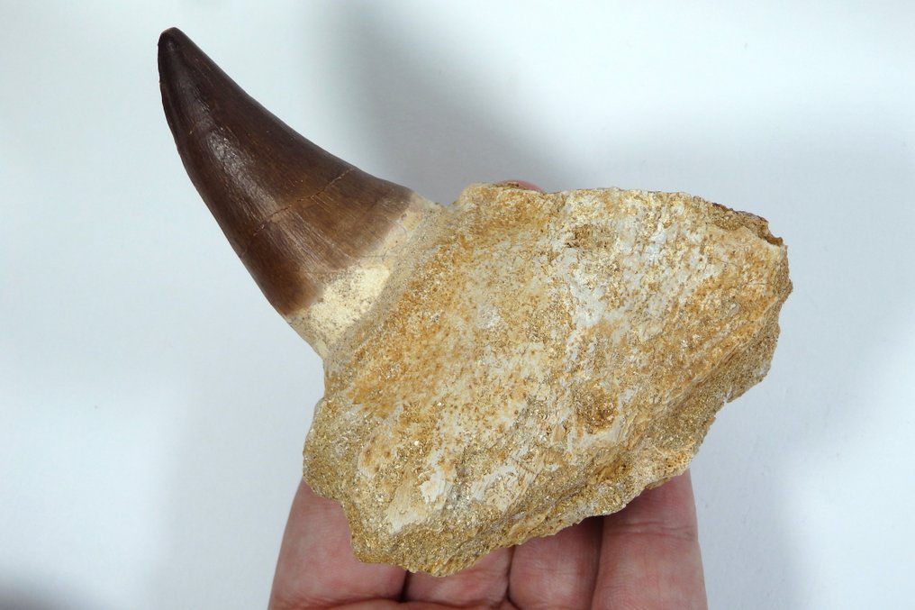 Mosasaur - Fossil tooth - Eremiasaurus heterodontus tooth with jaw bone fragment - 13 cm - 9 cm (No reserve price) #1.0