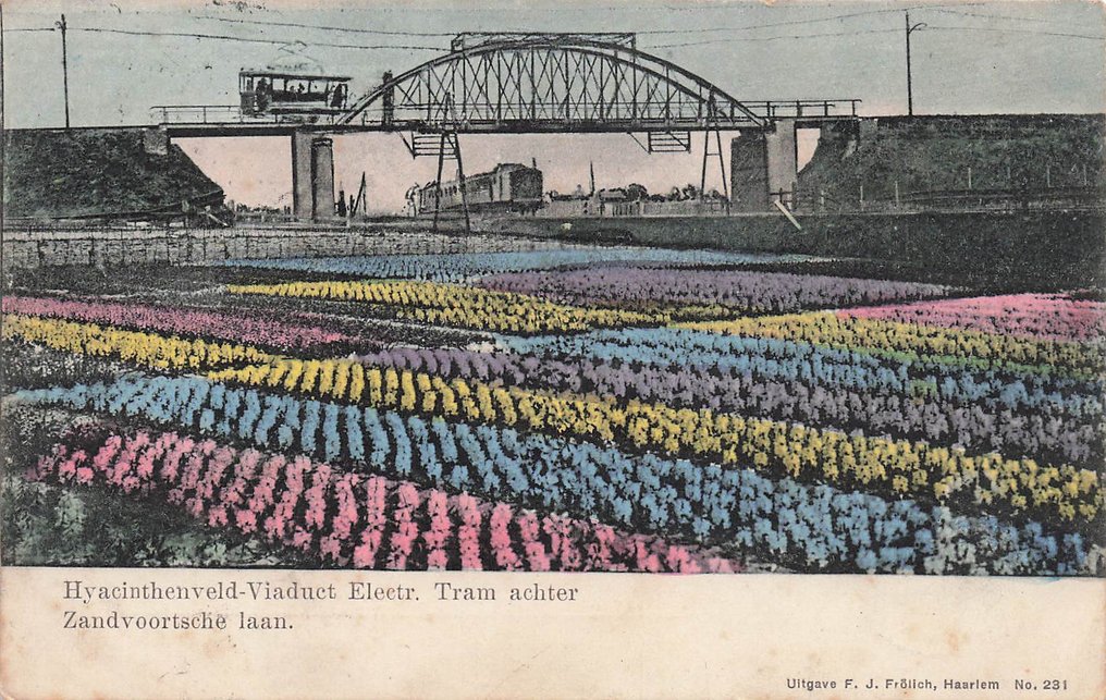 Flower bulb fields, hyacinth bulbs, tulip fields including Hillegom, Lisse, Haarlem. - Postcard (60) - 1900-1960 #1.0