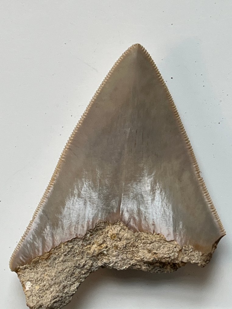 4 dinți de Megalodon până la 8,8 cm - Dinte fosilă - Carcharocles megalodon  (Fără preț de rezervă) #2.1