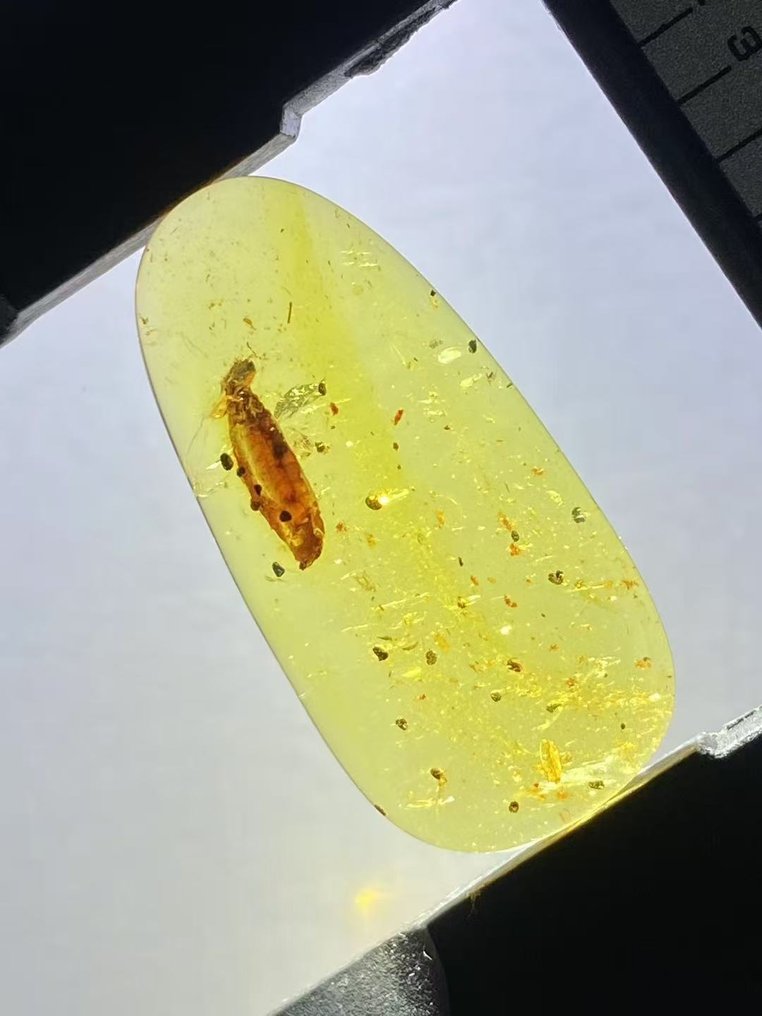 Κεχριμπάρι - Cockroach Ootheca - 27.4 mm - 13.6 mm (χωρίς τιμή ασφαλείας) #3.2