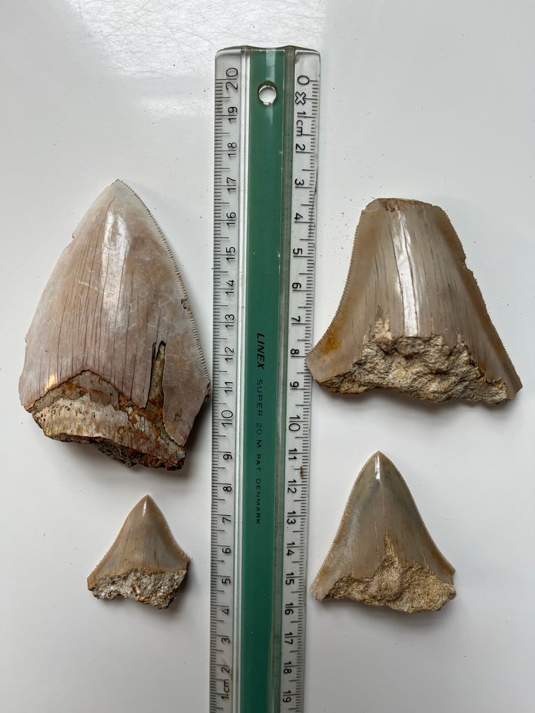 4 denti di Megalodon fino a 9,1 cm - Dente fossile - Carcharocles megalodon  (Senza Prezzo di Riserva) #1.0