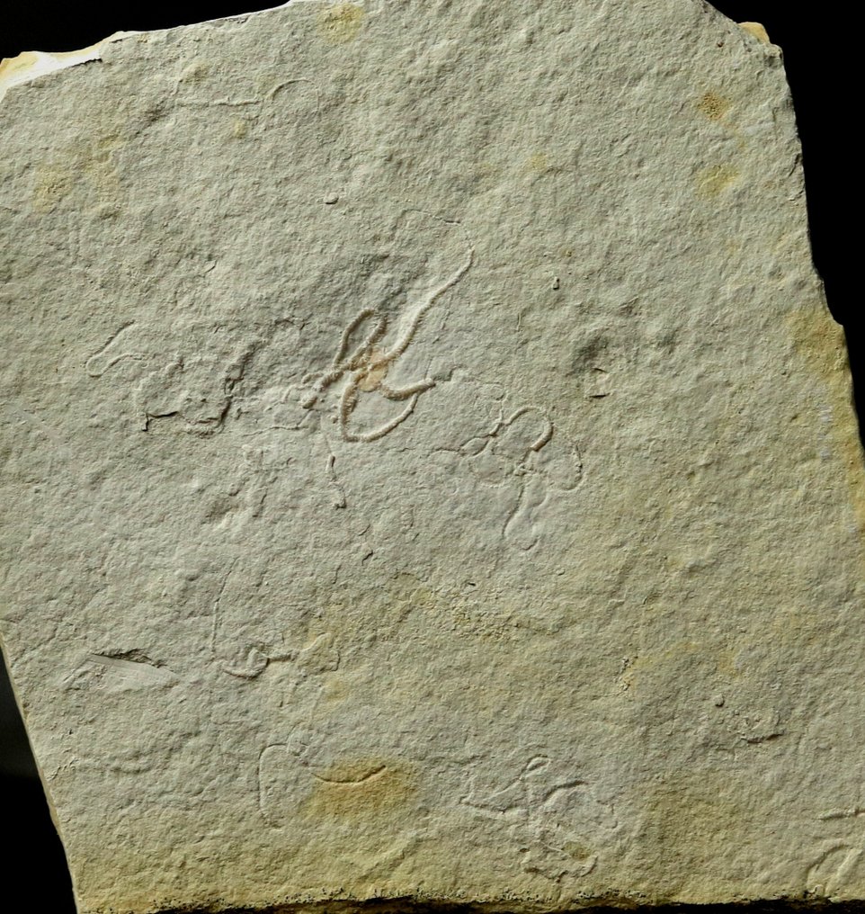 Uitstekende fossiele zeester - Natuurlijk - Gefossiliseerd dier - Ophiopetra lithographica - 11 cm - 12.2 cm  (Zonder Minimumprijs) #1.0