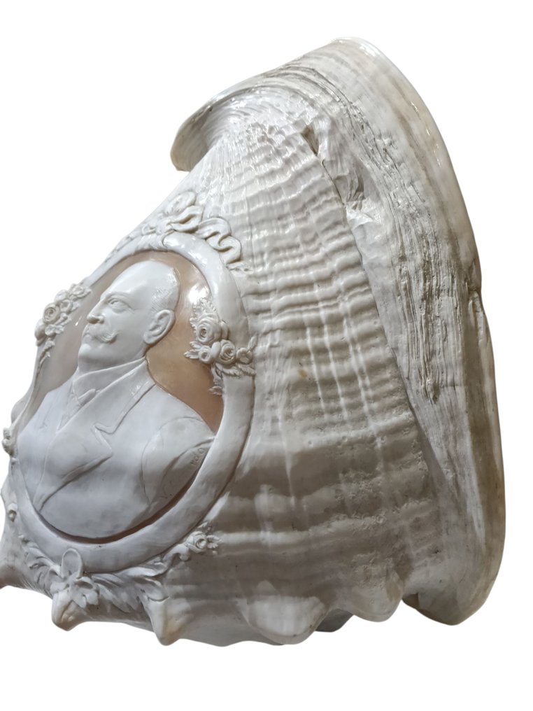 Conch Concha do mar - Cassis Madagascariensis #3.2