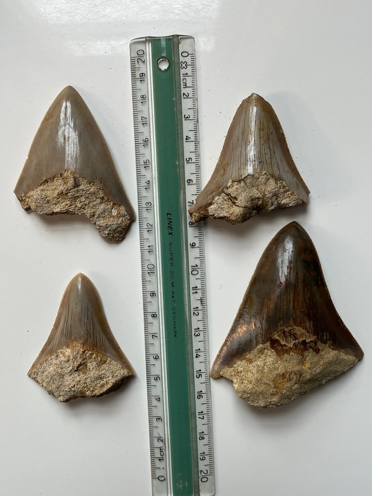 4 dinți de Megalodon până la 8,8 cm - Dinte fosilă - Carcharocles megalodon  (Fără preț de rezervă) #1.0