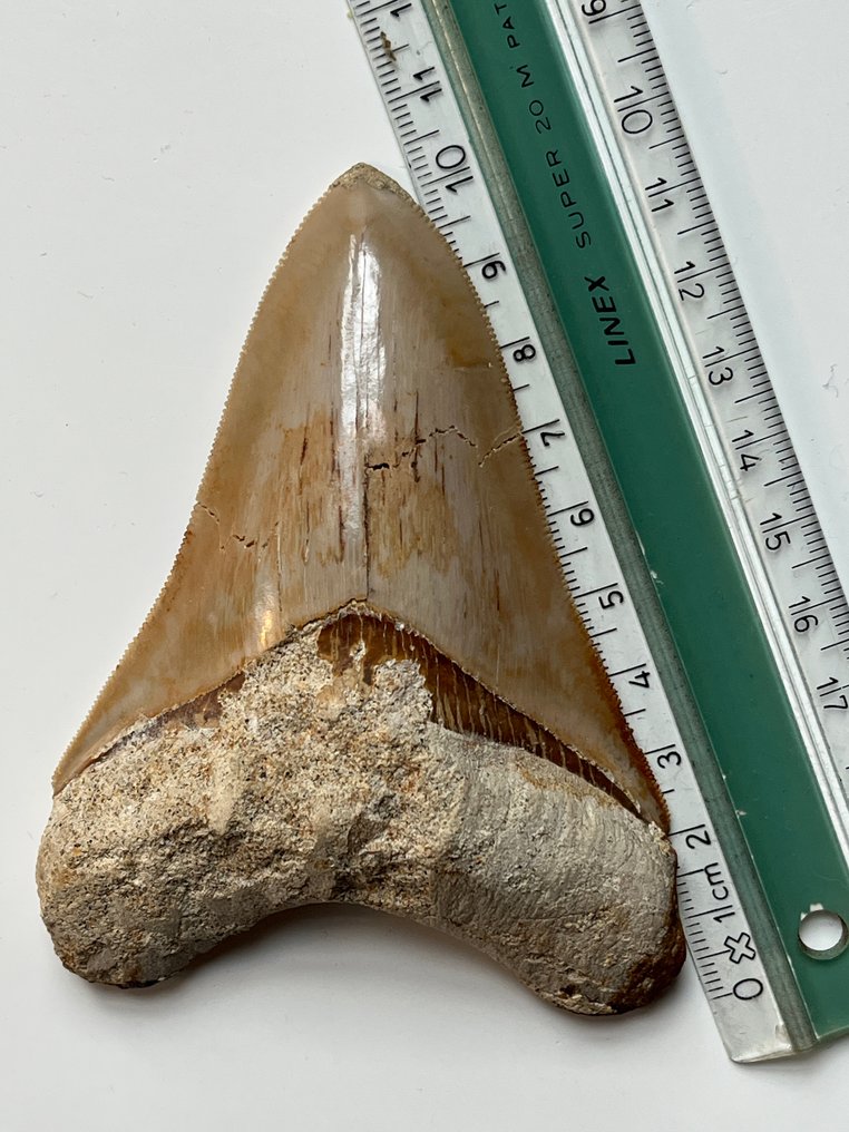 Dent de mégalodon 10,3 cm - Dent fossile - Carcharocles megalodon (Sans Prix de Réserve) #2.1