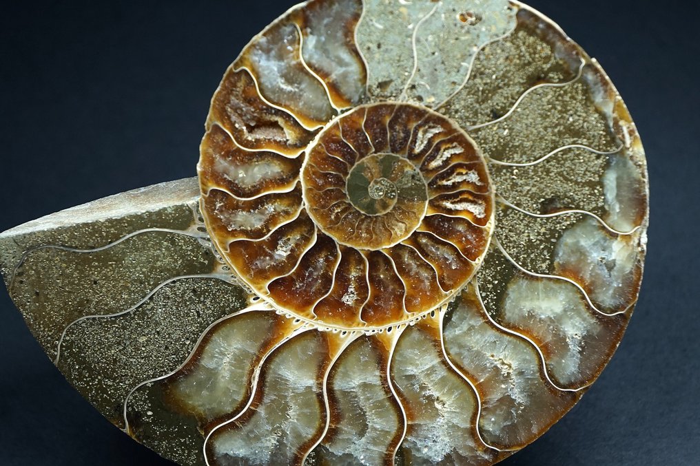 Amonite - Concha fossilizada - Aioloceras (Cleoniceras) sp. - 14 cm (Sem preço de reserva) #1.0