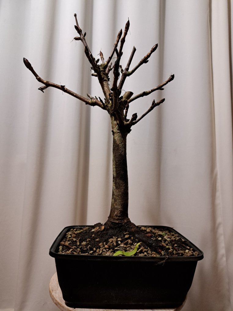 Large horse chestnut bonsai in a large plastic bonsai pot. - Height (Tree): 50 cm - Depth (Tree): 35 cm - Netherlands #1.0