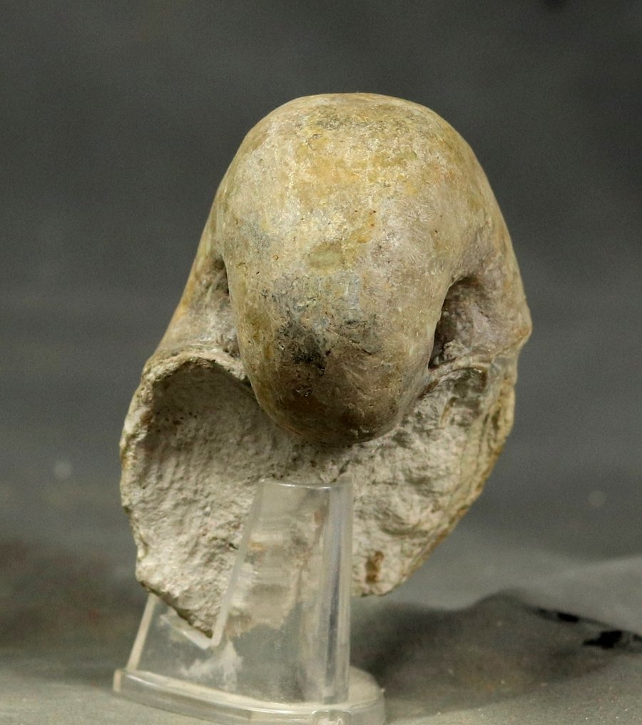 Nautiloïd with some shell - Fossilised animal - Cenoceras majesticum - 8.6 cm  (No Reserve Price) #2.1