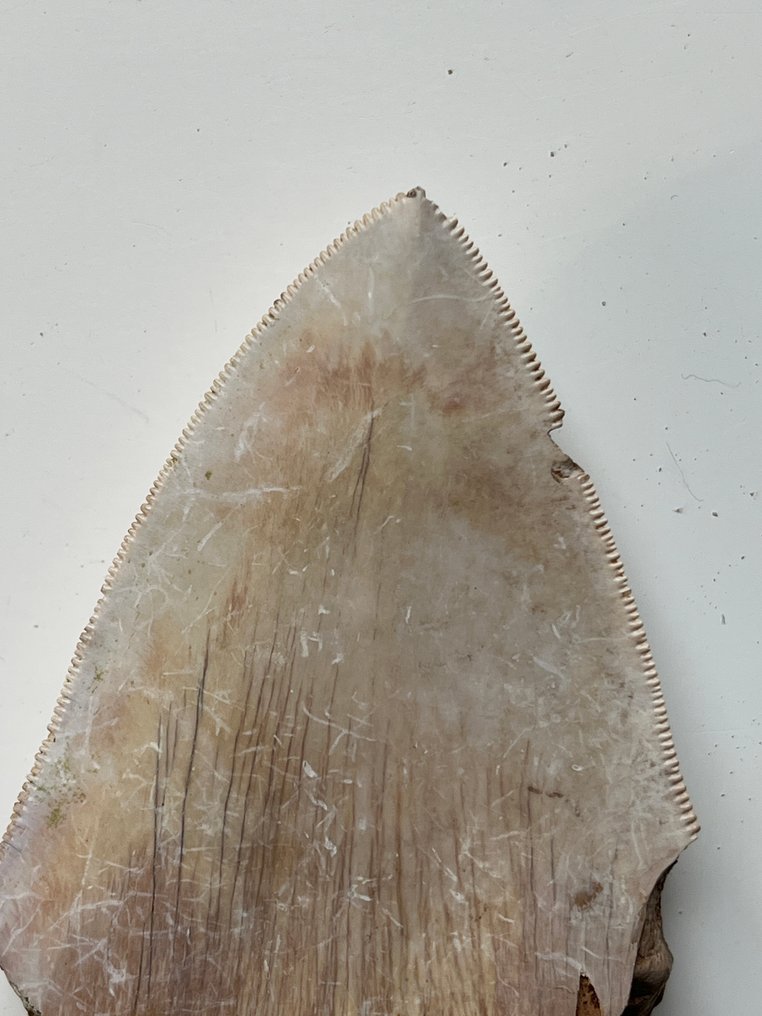 4 denti di Megalodon fino a 9,1 cm - Dente fossile - Carcharocles megalodon  (Senza Prezzo di Riserva) #2.1