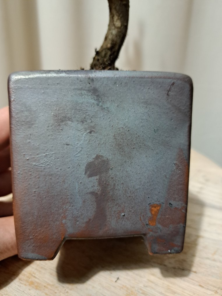 bonsai di liquidambar - Altezza (albero): 30 cm - Profondità (albero): 13 cm - Giappone #3.2