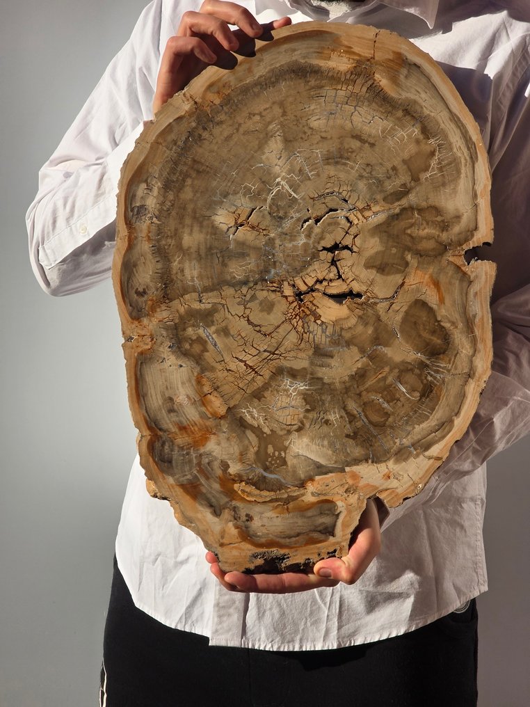 Fosszilis fa - Fafosszília - 47 cm #4.3