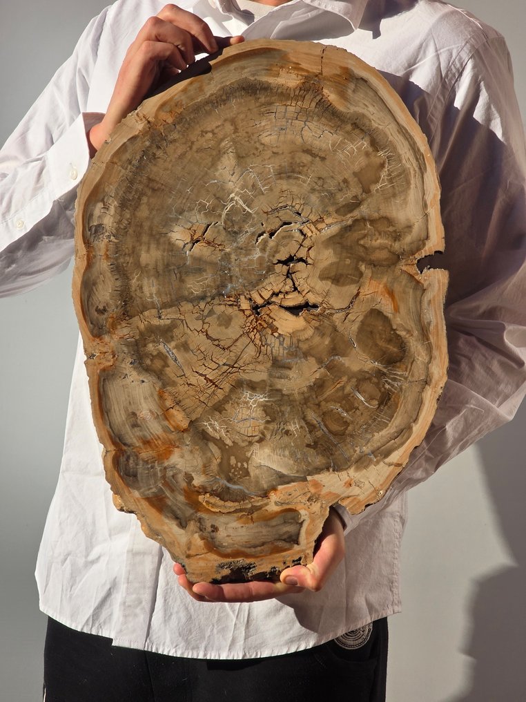 Fosszilis fa - Fafosszília - 47 cm #1.0