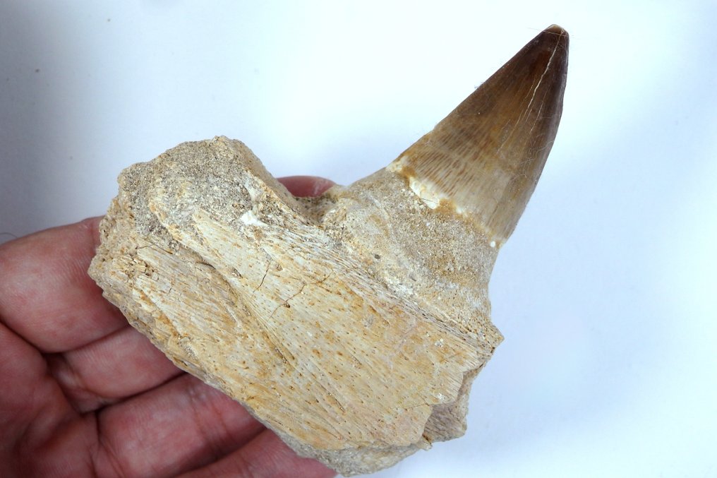 Mosasaur - Fossil tooth - Eremiasaurus heterodontus tooth with jaw bone fragment - 13 cm - 9 cm (No reserve price) #3.2