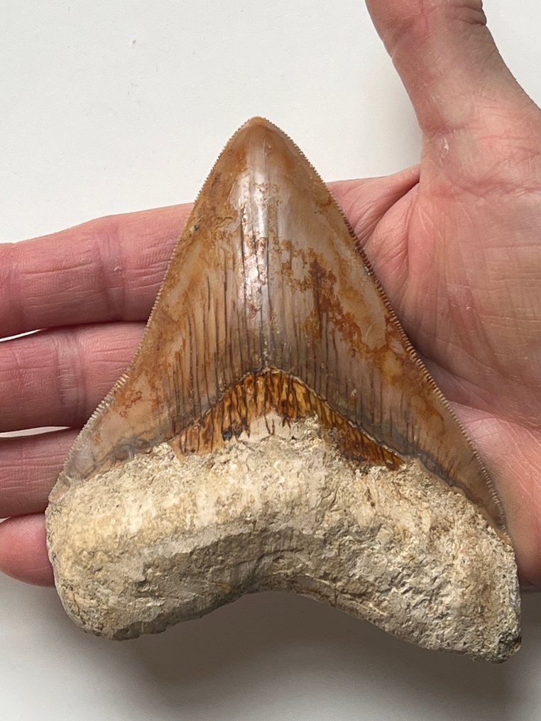 巨齿鲨牙齿11.8厘米 - 牙齿化石 - Carcharocles megalodon #1.0