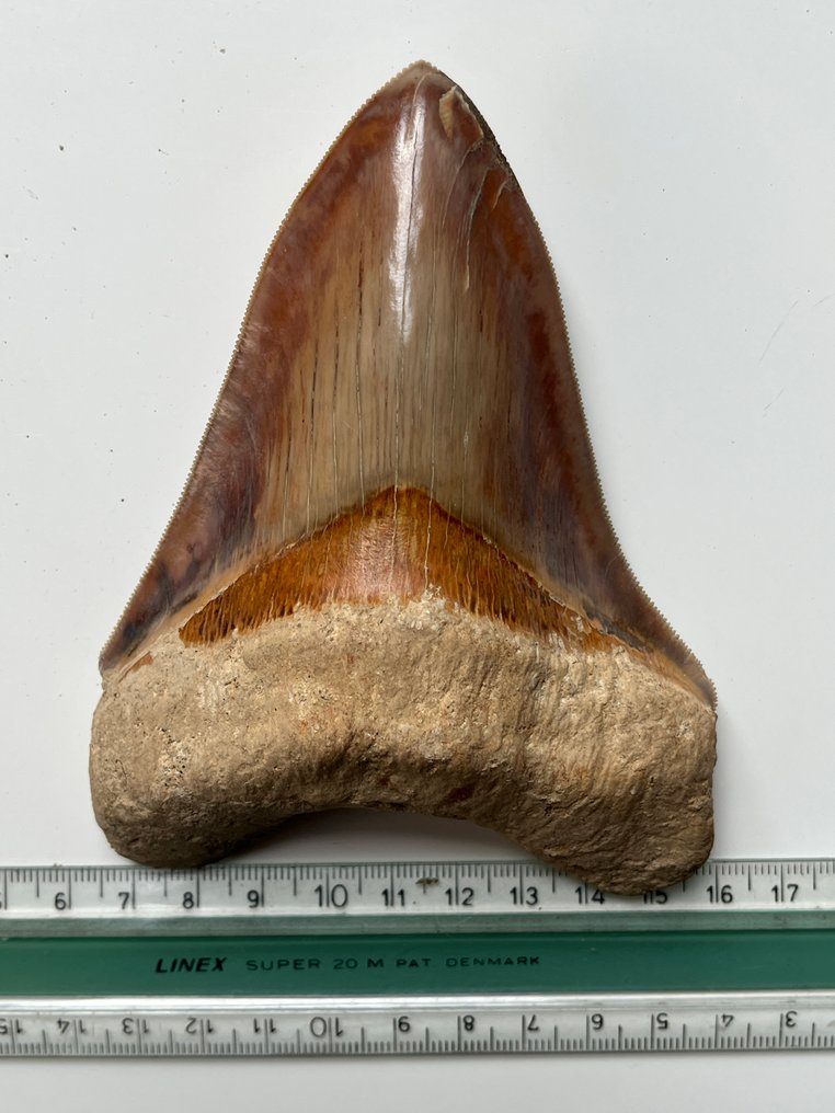 Megalodon tooth 12,7 cm - Fossil tand - Carcharocles megalodon #3.2