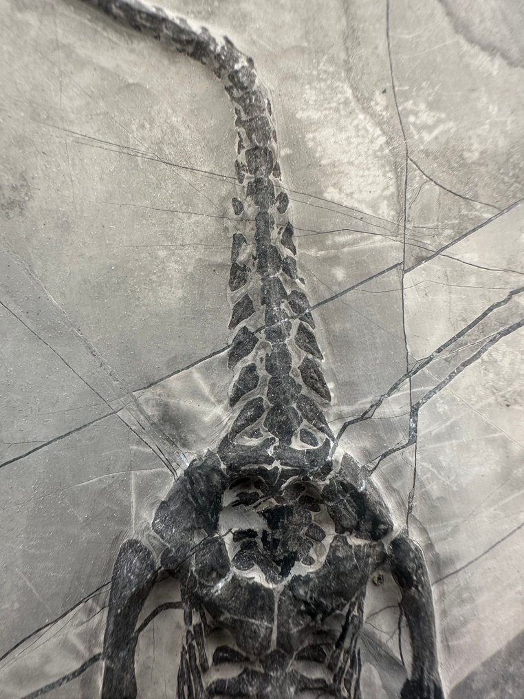 Zeereptiel - Fossiele matrix - Keichousaurus sp. - 21.8 cm - 10.5 cm  (Zonder Minimumprijs) #4.3