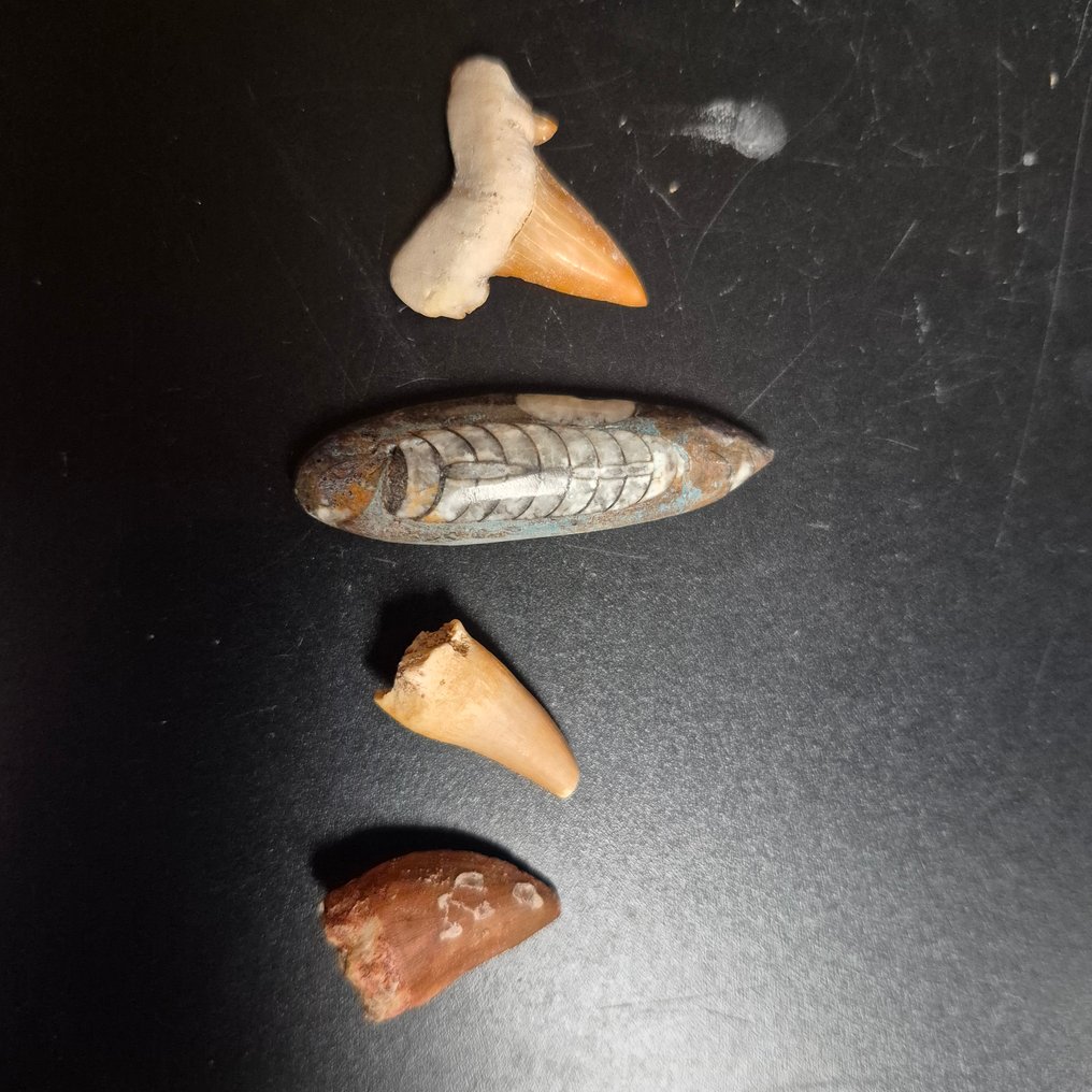 Fósil - Diente fósil - Bijzondere set van 4unieke fossielen - Mosasaurus Tanden - Otodus Obliquus - Carcharocles - - 12 cm - 12 cm (Sin Precio de Reserva) #4.3