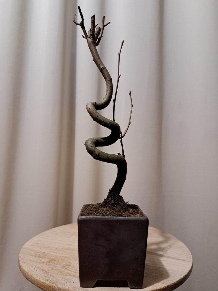 bonsai di liquidambar - Altezza (albero): 30 cm - Profondità (albero): 13 cm - Giappone #1.0