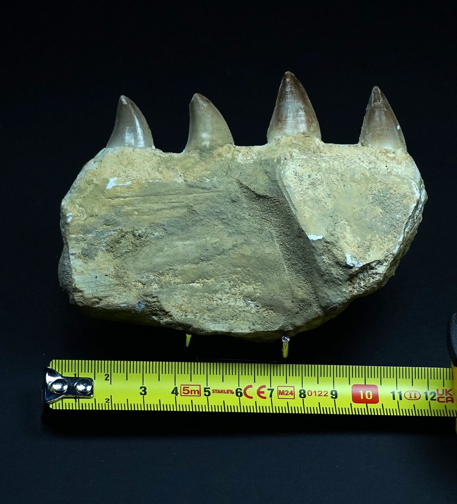 Mosasaurier - Fossil tand - 12 cm  (Utan reservationspris) #4.3