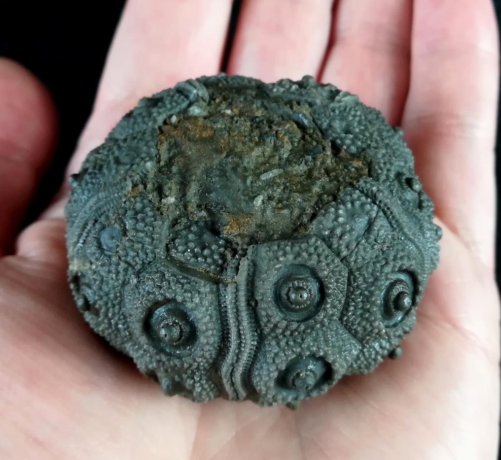 Εντυπωτικό αχινός!!! - Εξαιρετικό μέγεθος σε αυτό το είδος, 53 mm!!! - Απολιθωμένο ζώο - Abelleicidaris saemanni (Cotteau, 1857) - 53 mm - 50 mm #1.0