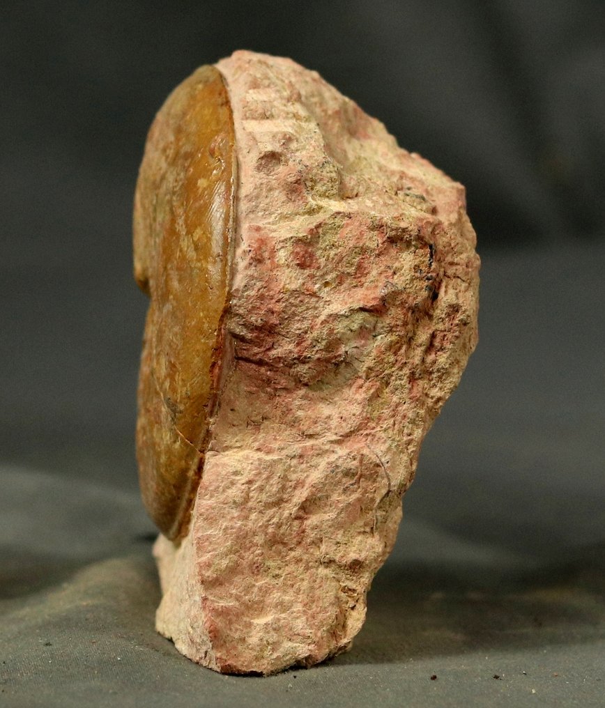 Fijnste en kleurrijke Juraanse ammoniet - Gefossiliseerd dier - Pleydellia misera  (Zonder Minimumprijs) #3.2