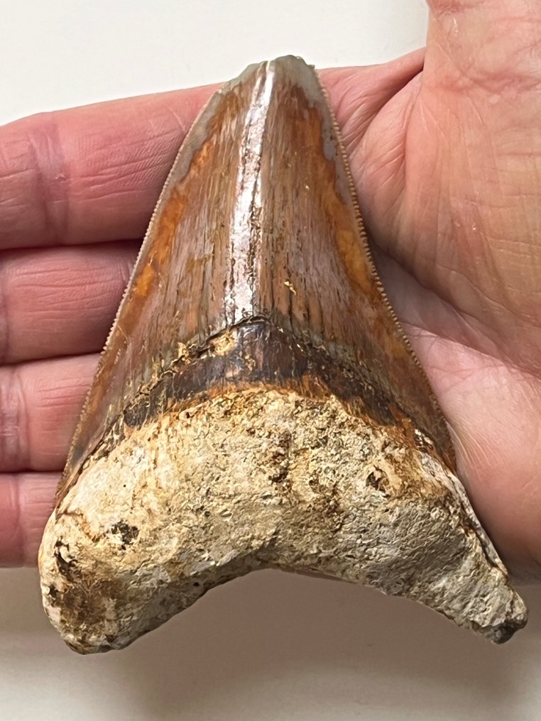 Megalodon tooth 10,3 cm - Fossil tooth - Carcharocles megalodon  (No Reserve Price) #1.0