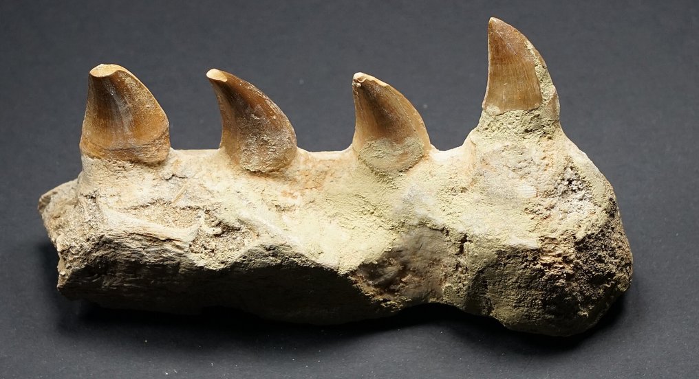 Mosassauro - Dente fóssil - 13 cm  (Sem preço de reserva) #2.1