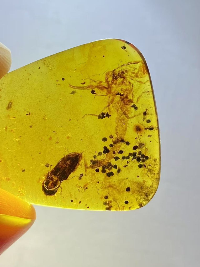 Meripihka - Meripihka - BIG Scorpion - 31.7 mm - 22 mm #3.2