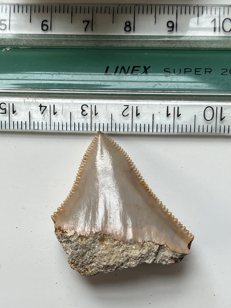 4 denti di Megalodon fino a 9,1 cm - Dente fossile - Carcharocles megalodon  (Senza Prezzo di Riserva) #3.2