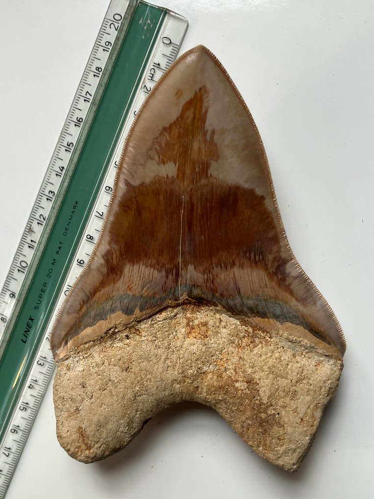 Stor Megalodon-tand 15,3 cm (6,02 tum) - Fossil tand - Carcharocles megalodon #3.2