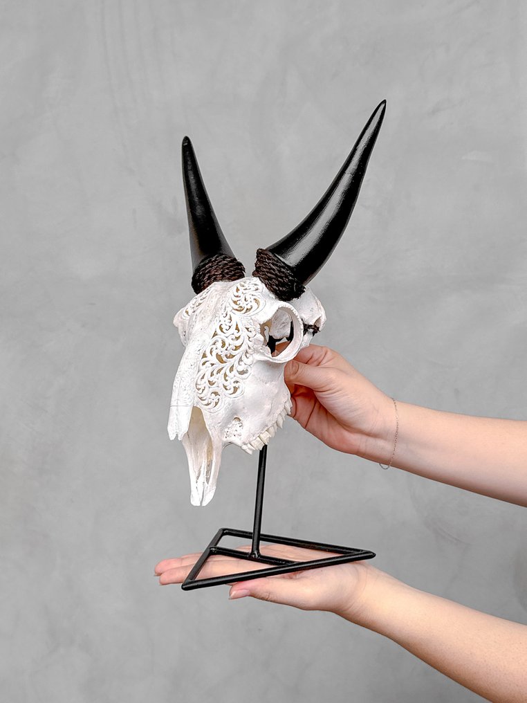 NO RESERVE PRICE - Authentic White Hand-Carved Goat Skull - Ketupat Motif- Carved skull - Capra aegagrus - 37 cm - 21 cm - 17 cm- Non-CITES species - (1) #2.1