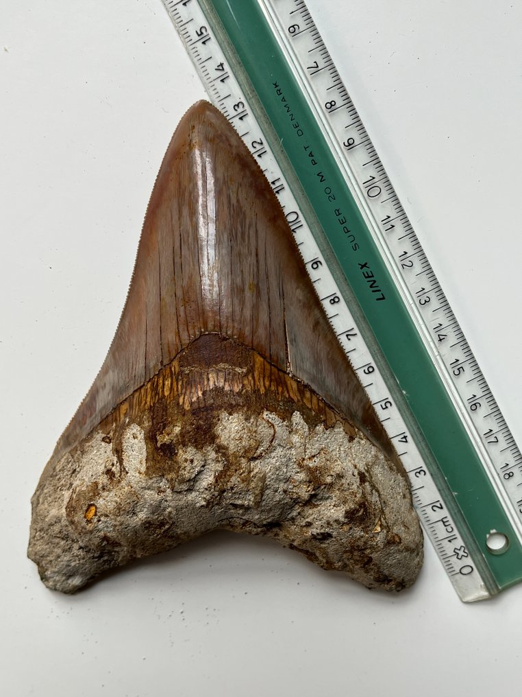 巨型鲨齿,13.5厘米 - 牙齒化石 - Carcharocles megalodon #3.2