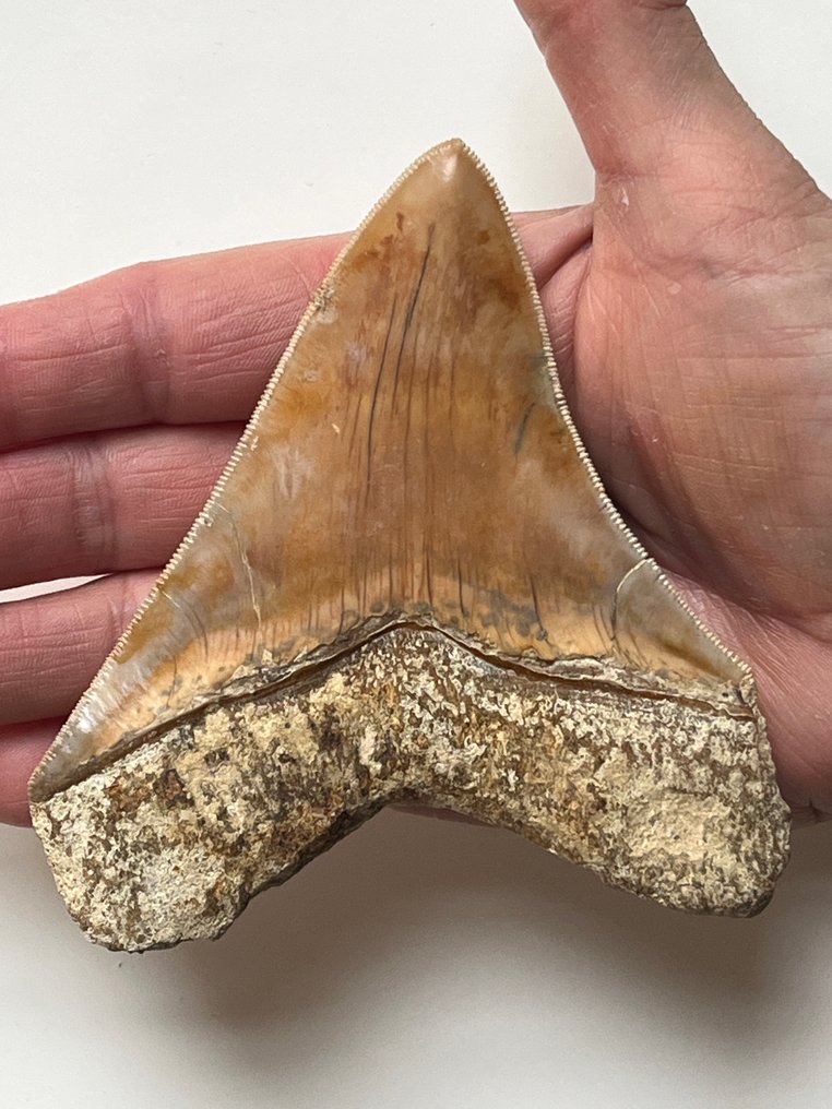 Dent de mégalodon 11,4 cm - Dent fossile - Carcharocles megalodon #1.0