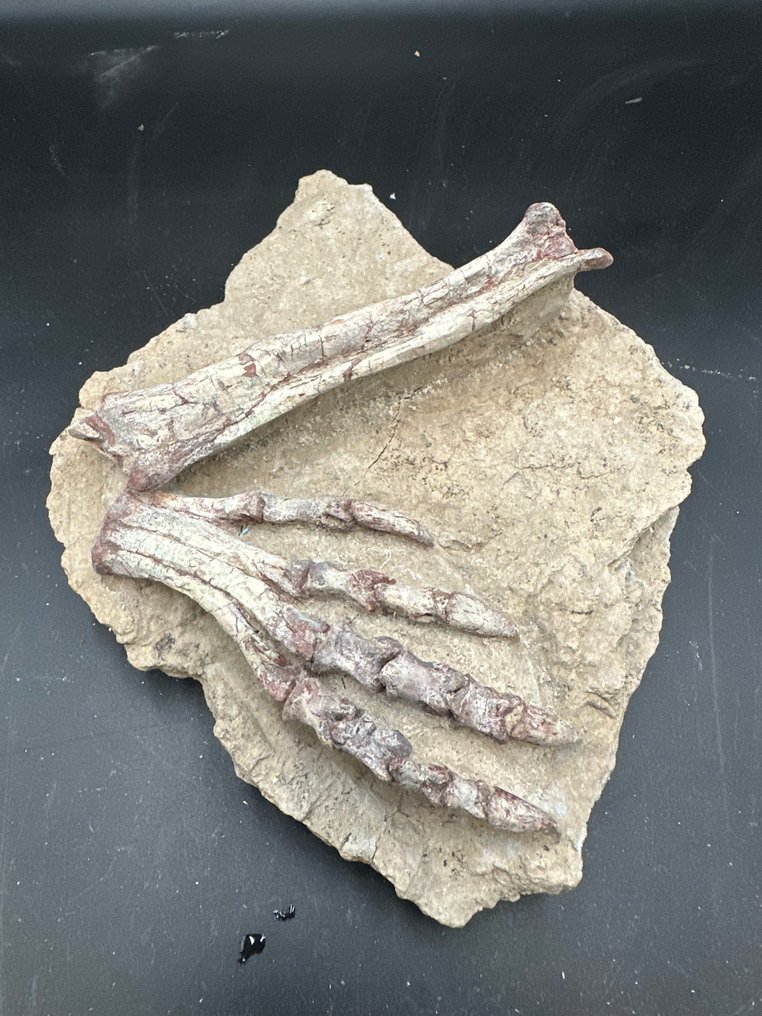 Matrice fossile - Psittacosaurus foot - 25 cm - 20 cm #1.0