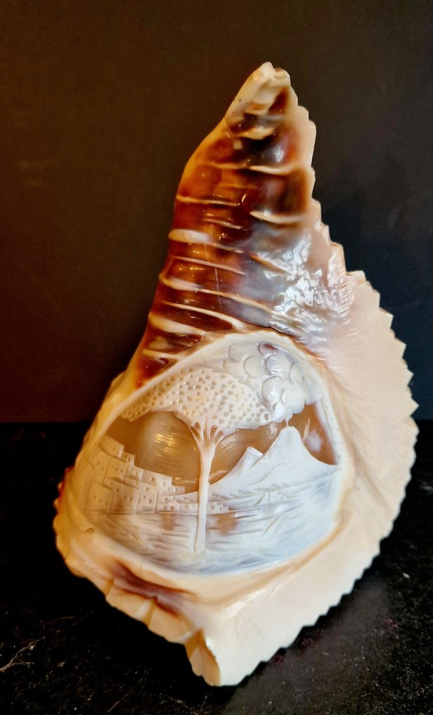 腹足綱 貝殼 - stombidae  (沒有保留價) #2.1