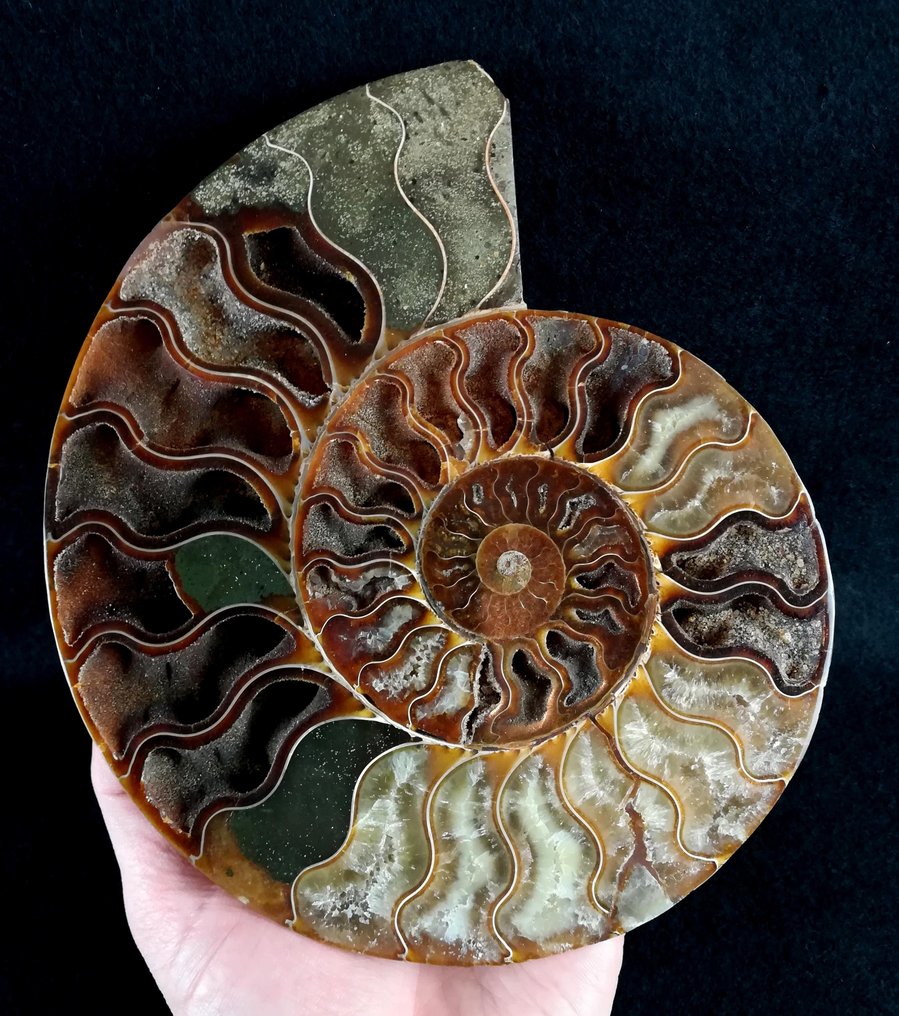 Ammonoid - Fossiliserat djur - Aioloceras (Cleoniceras) besairiei (Collignon 1949) - 20 cm - 17.2 cm #1.0
