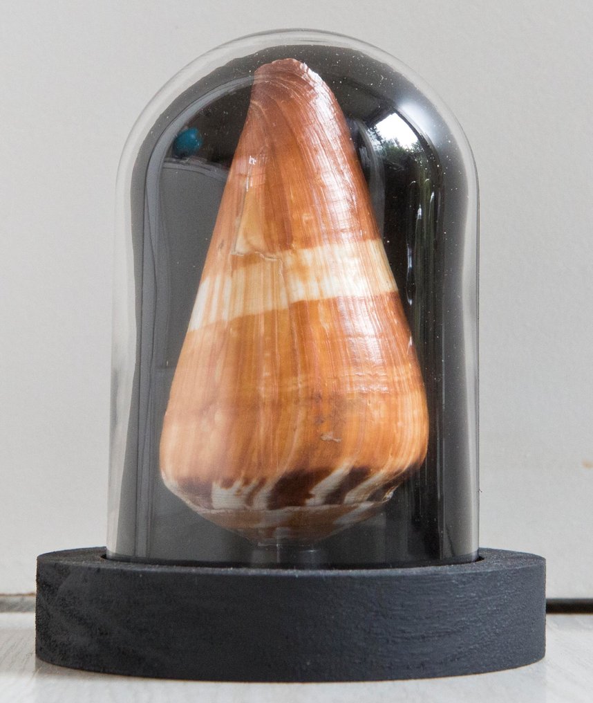 士兵之壳 標本全身支架 - Conus miles - 14 cm - 11 cm - 11 cm - 非《瀕臨絕種野生動植物國際貿易公約》物種 - 1 #1.0