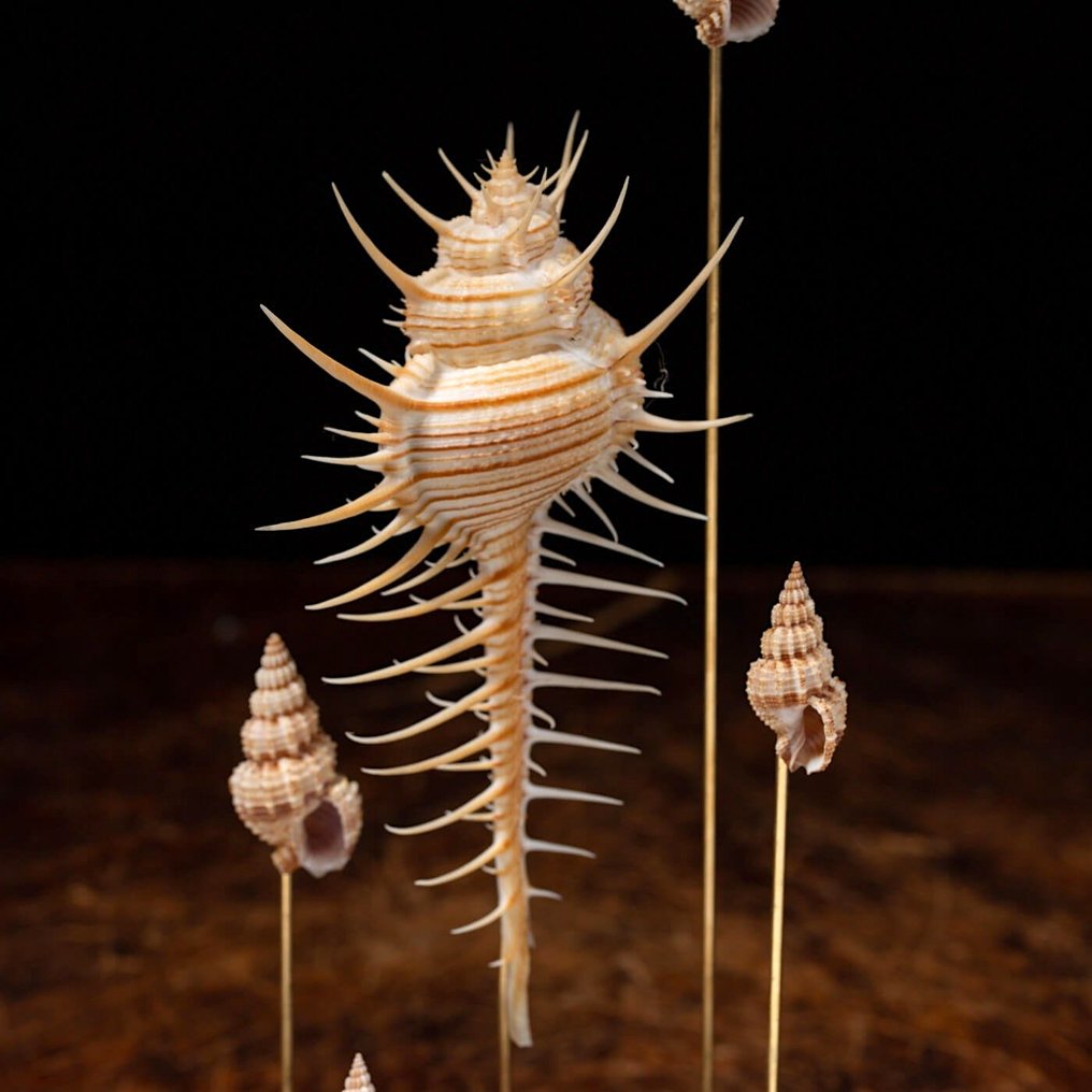 Życie morskie Eksponat taksydermiczny (całe ciało) - Sea Shells under Glass Dome - Murex Pecten - 320 mm - 180 mm - 180 mm #2.1