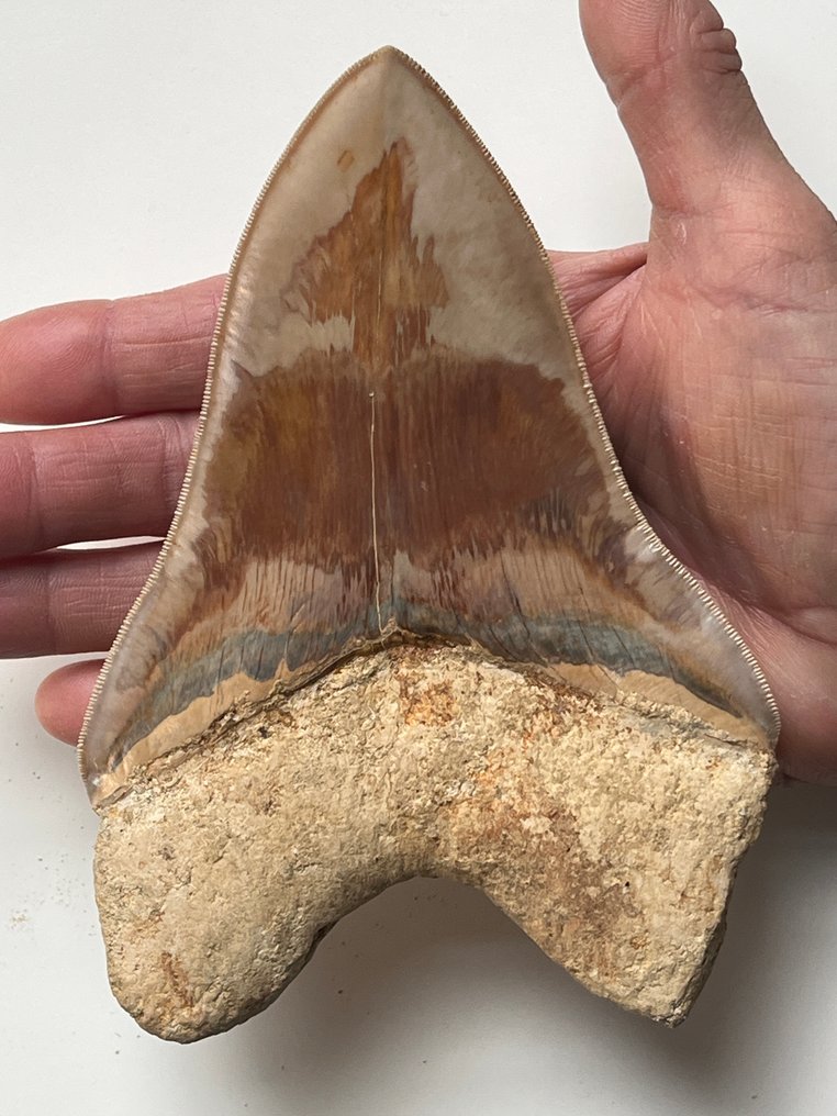 Stor Megalodon-tand 15,3 cm (6,02 tum) - Fossil tand - Carcharocles megalodon #1.0