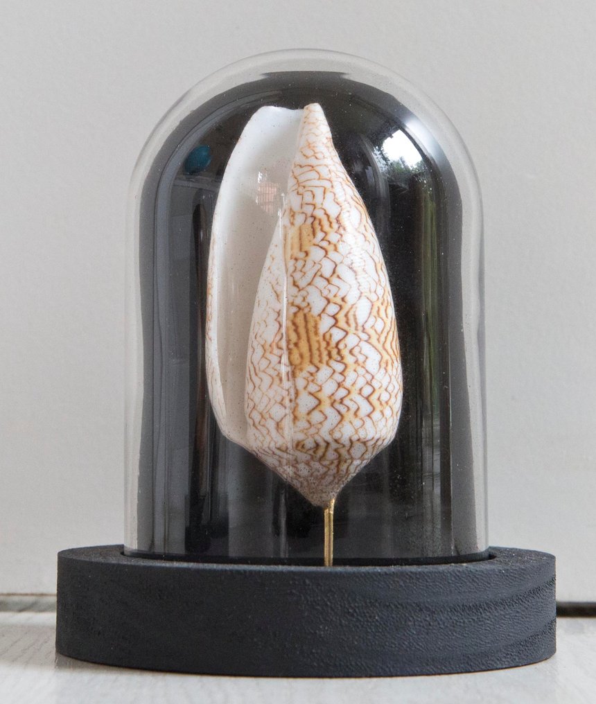 Cono textil Taxidermia teljes test - Conus textile - 14 cm - 11 cm - 11 cm - Nem CITES-fajok - 1 #2.1