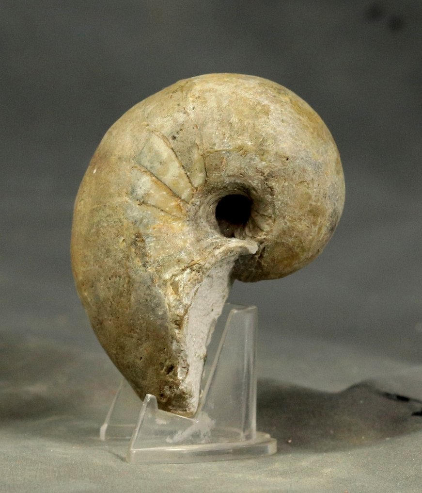 Nautiloïd with some shell - Fossilised animal - Cenoceras majesticum - 8.6 cm  (No Reserve Price) #1.0