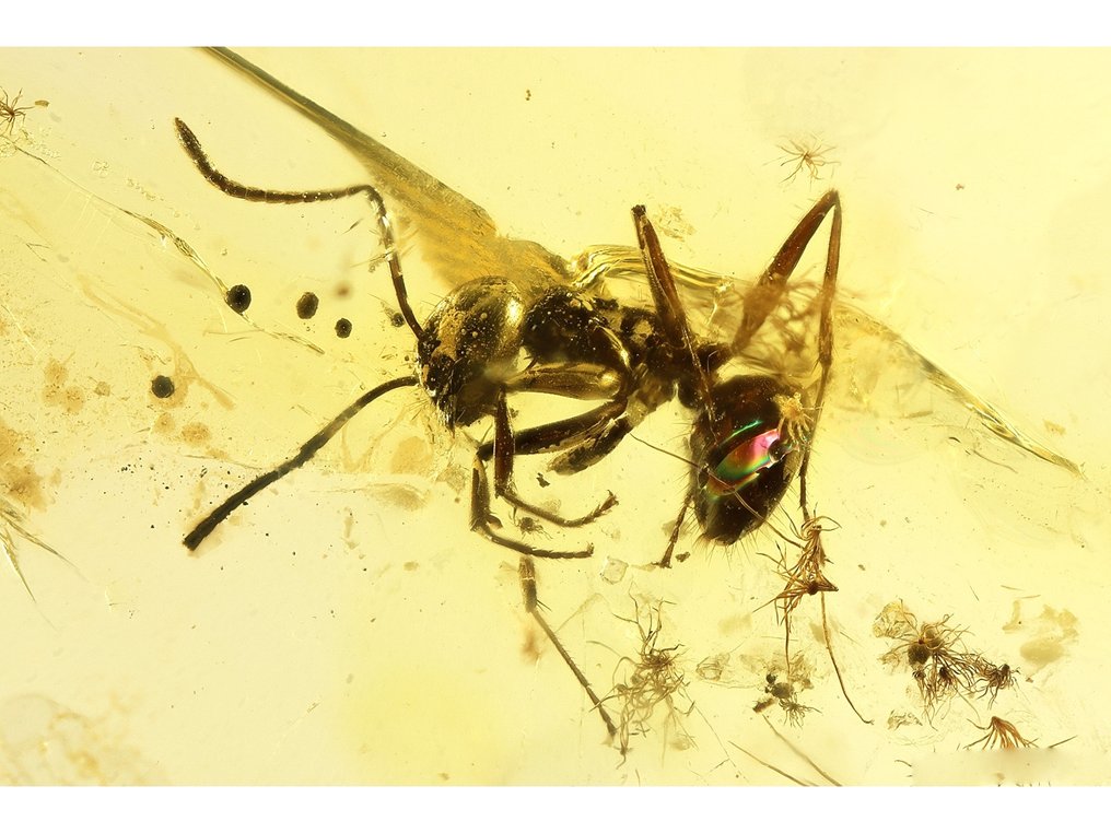 琥珀 - 琥珀 - Ant + Fly - 41 mm - 14 mm  (没有保留价) #1.0