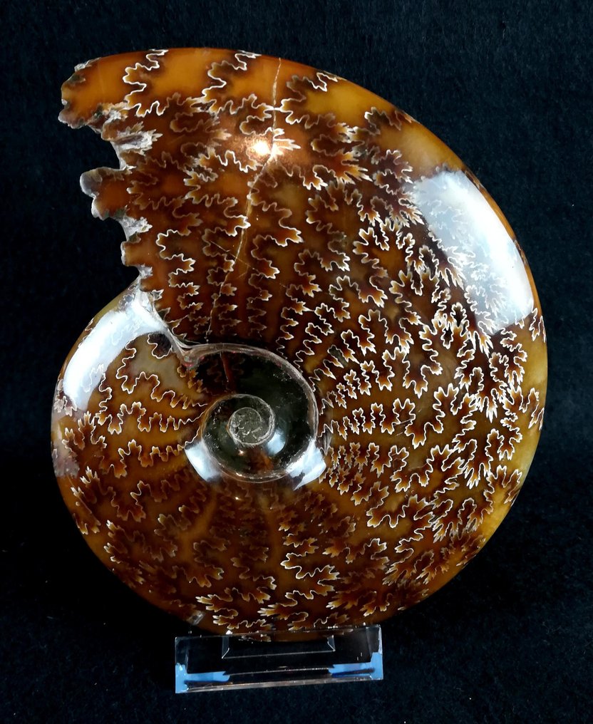 Ammonit - Tierfossil - Aioloceras (Cleoniceras) besairiei (Collignon 1949) - 18.5 cm - 15 cm #3.2