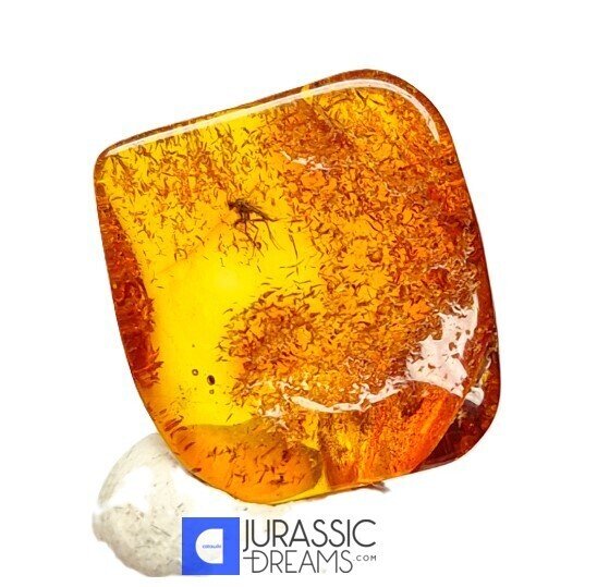 Incluziune fosilă de insectă WASP Hymenoptera în chihlimbar baltic autentic, expusă într-o cutie de - Chihlimbar (Fără preț de rezervă) #2.1