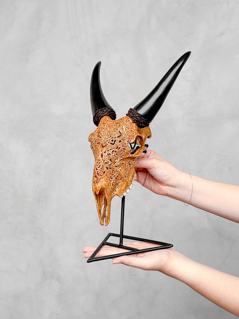 无底价 - 正宗手工雕刻山羊骨骼 - 星形曼陀罗图案 雕刻頭骨 - Capra hircus - 38 cm - 22 cm - 16 cm- 非《瀕臨絕種野生動植物國際貿易公約》物種 -  (1) #1.0