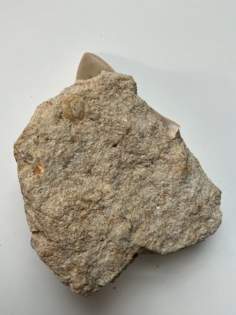 Megalodon tand in matrix, 13,5 cm tand, 8 cm - Fossiele tand - Carcharocles megalodon (Zonder Minimumprijs) #3.2