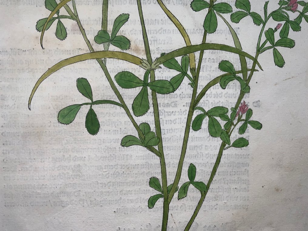 Leonhard Fuchs - Large folio with large woodcut, Fenugreek (Trigonella) - 1543 #2.1