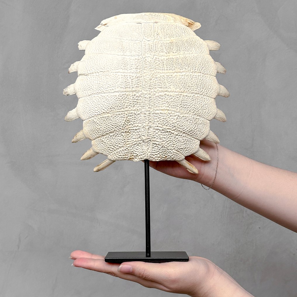 Χωρίς ελάχιστη τιμή - Εντυπωτικό κινεζικό κέλυφος μαλακής χελώνας σε προσαρμοσμένη βάση Οστό - Pelodiscus sinensis - 32 cm - 22 cm - 7 cm- Είδη που δεν ανήκουν στο CITES -  (1) #1.0