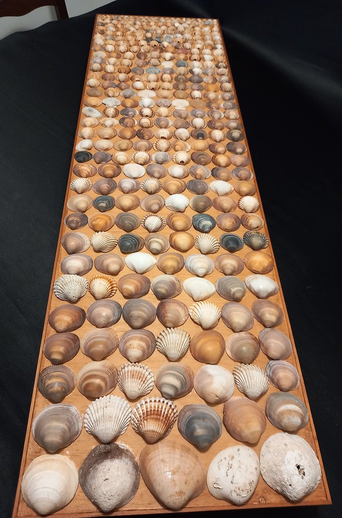 Artisan House - Paneel - Hout, Schelp #1.0